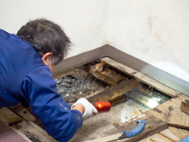 Best Post-Remediation Services in Rural Hall, NC