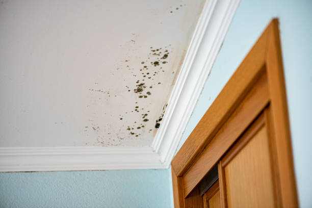 Best Commercial Mold Remediation in Rural Hall, NC