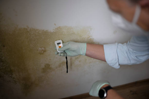 Best Black Mold Remediation in Rural Hall, NC