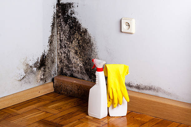 Best Basement Mold Remediation in Rural Hall, NC